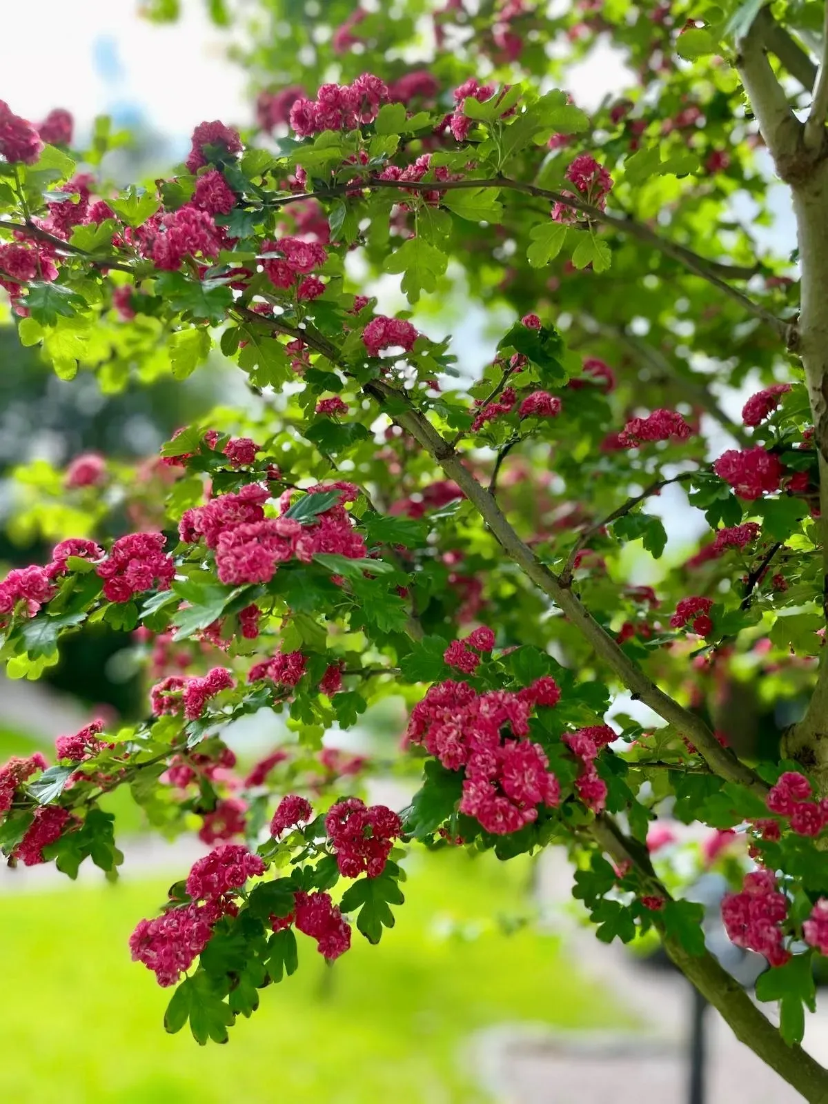 tree with pink flowers and green leaves