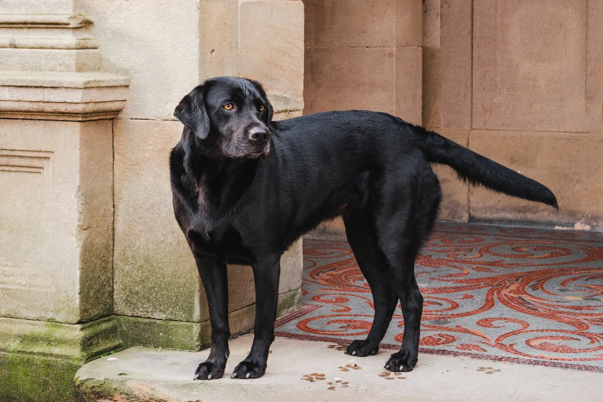 Black Labrador Retriever standing on a porch