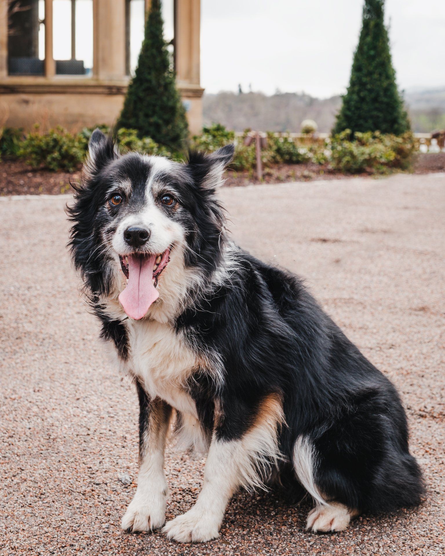 dog sitting on the pavement outside a building