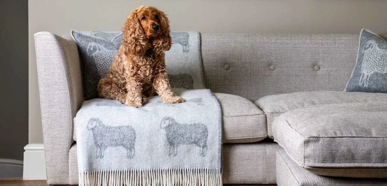 Golden Cocker Spaniel sitting on a grey couch with a sheep blanket