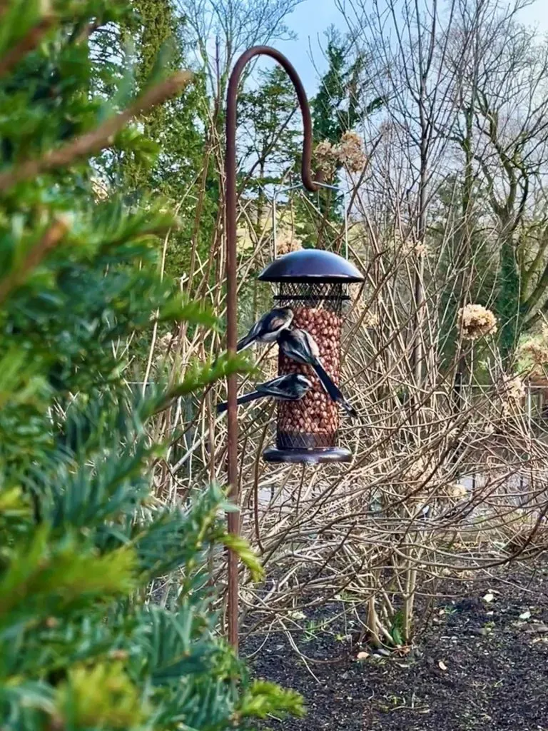 Birds eating on feeders