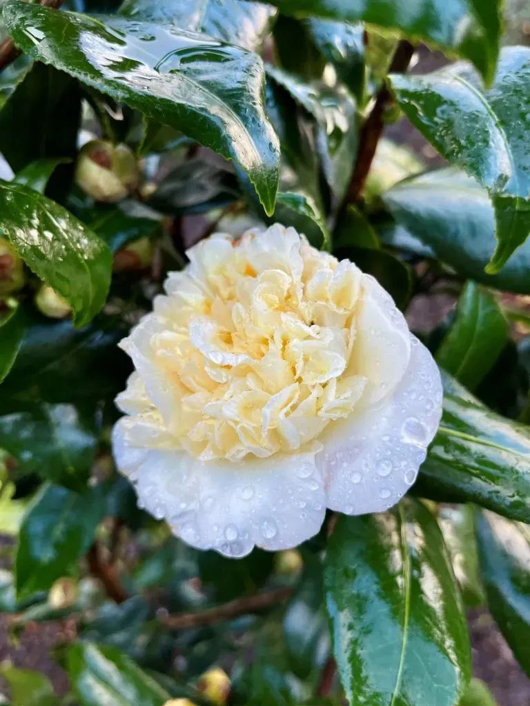 A close-up of a Camellia plant