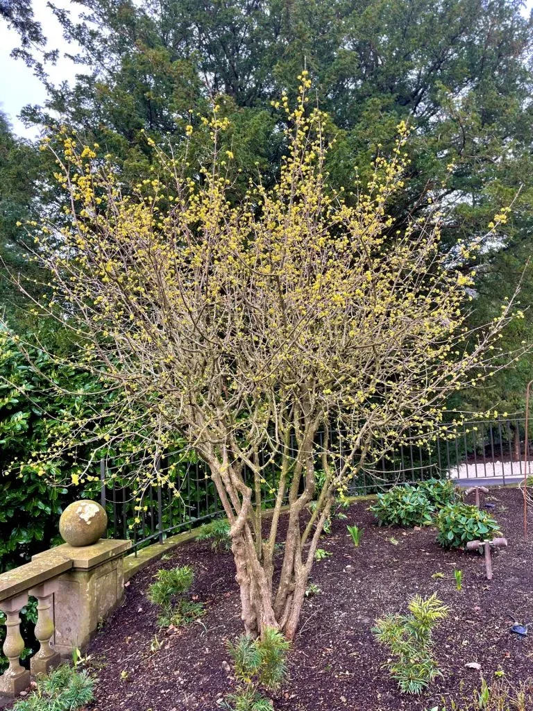 A Cornelian cherry plant growing on the grounds