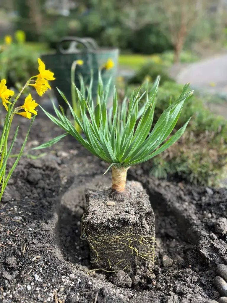 A close-up of an Eremurus plant.