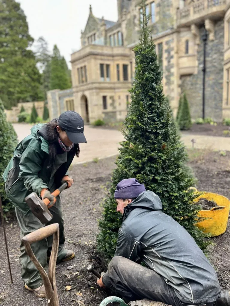 A tree being nailed to the ground by two people