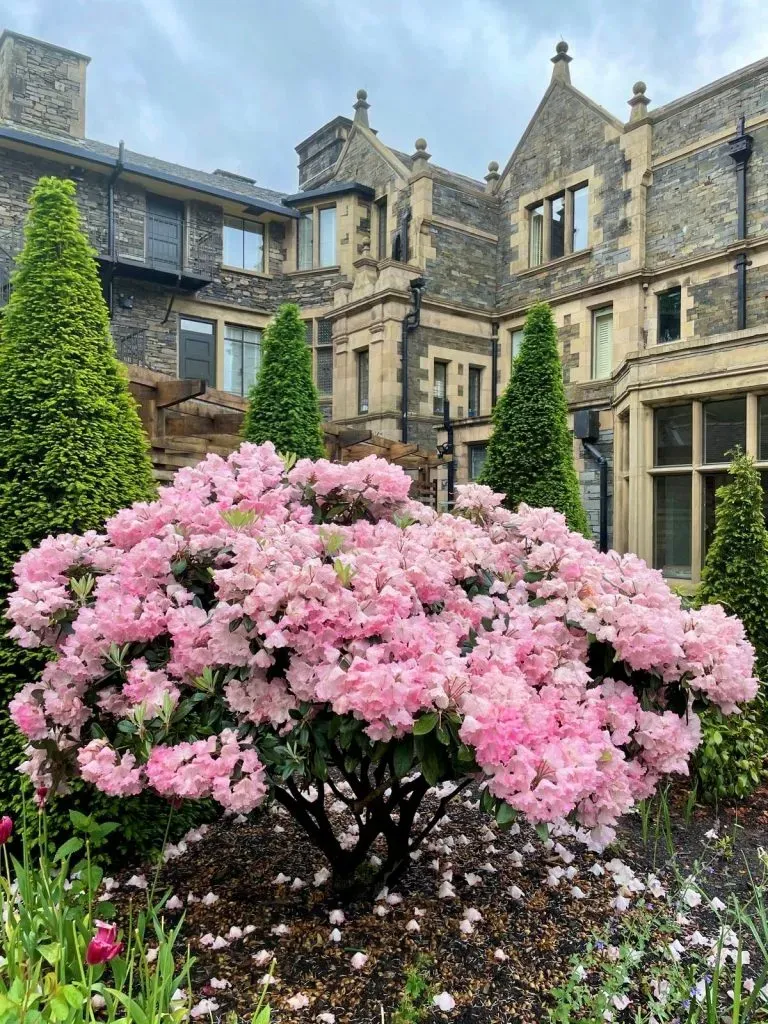 Close-up of the Rhododendron plant.