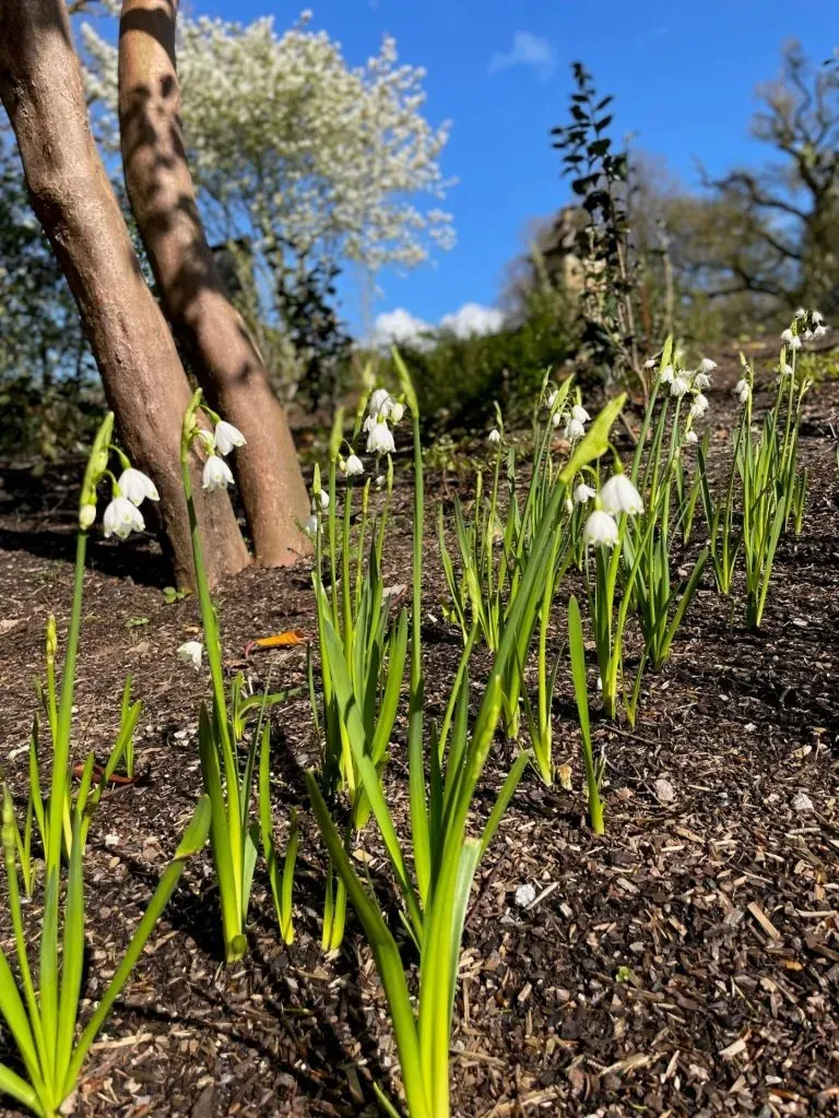 Close-up of snowdrop giant plants.