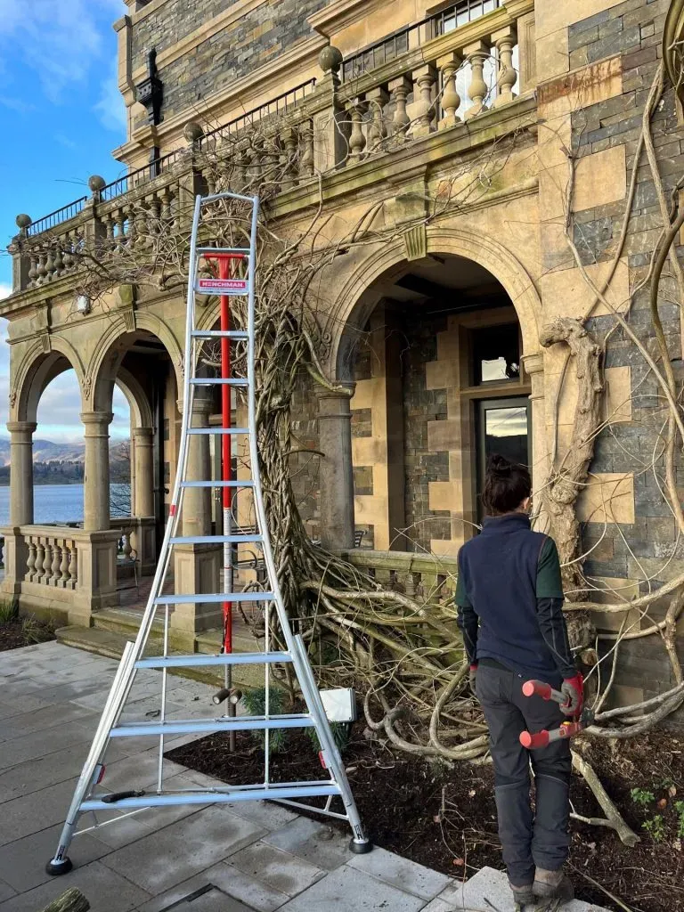 A Tripod ladder leaning against the Wisteria Chinensis