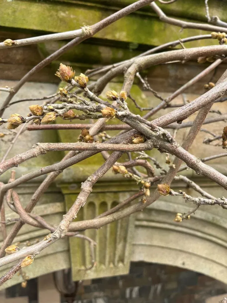 Close-up of a Wisteria sinensis plant.