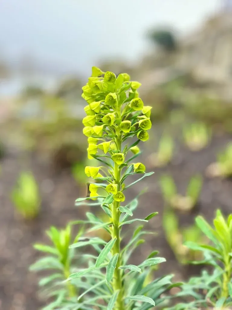 Close-up of a Wulfenii plant growing.