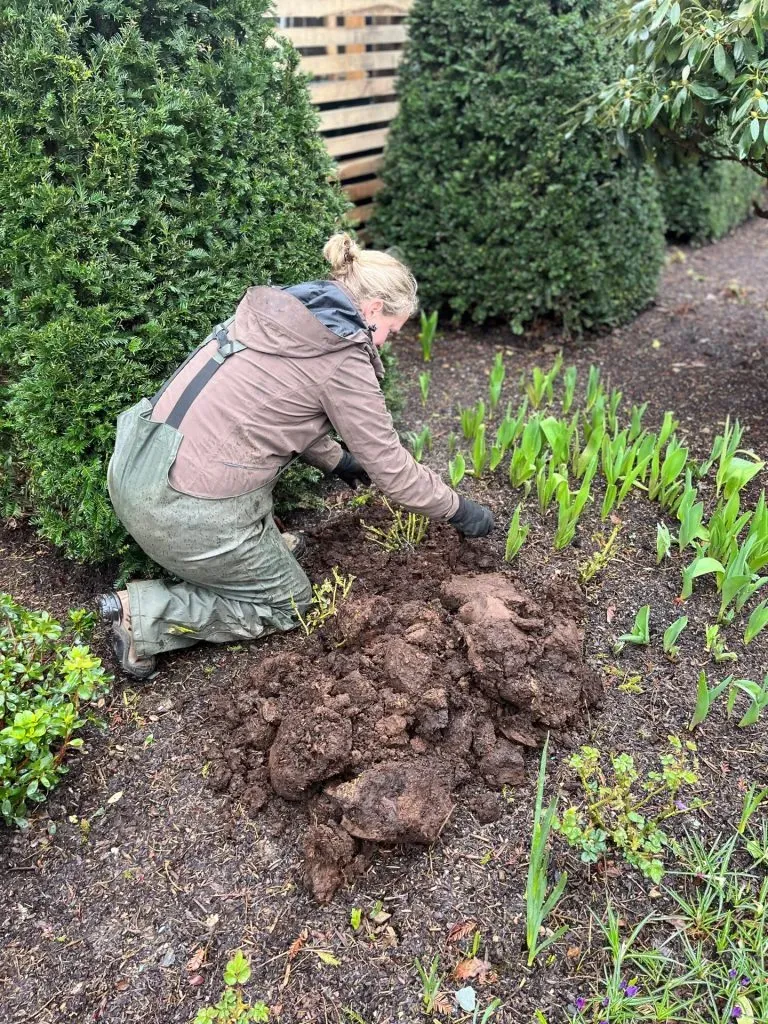 A woman gardening with manure